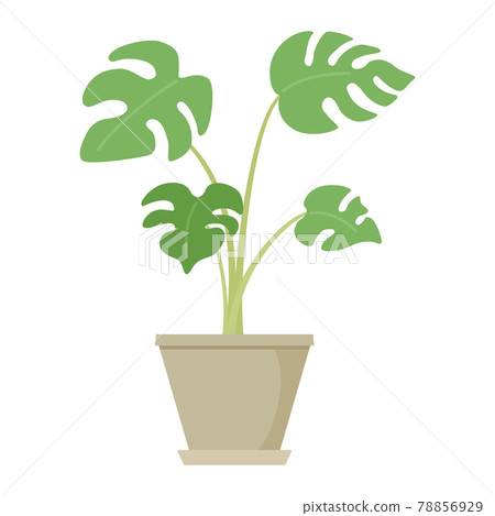 龜背竹鍋的插圖 78856929