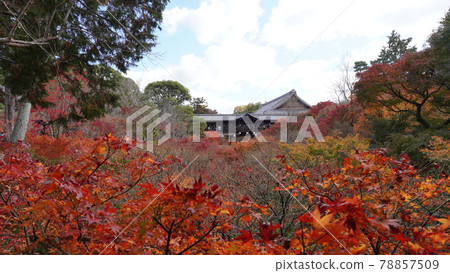 京都東福寺的秋葉 京都東福寺的秋葉 78857509