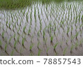 Rice field 78857543
