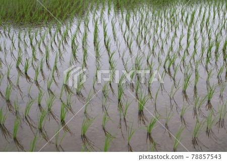 Rice field 78857543