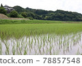 Rice field 78857548