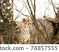 Cheetah looking into the distance with anxiety (up) 78857555
