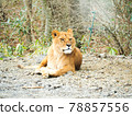 A female lion who raises her face sleepily while sitting 78857556