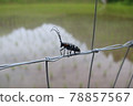 Longhorn beetle and rice field 78857567