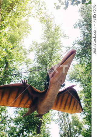 Close-up of a flying pteranodon dinosaur. Full length animatronics made of rubber and metal. The concept of restoring historical values, reconstructing history and enlightening children Close-up of a flying pteranodon dinosaur. Full length animatronics made of rubber and metal. The concept of restoring historical values, reconstructing history and enlightening children 78857576