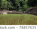 Rice field 78857635