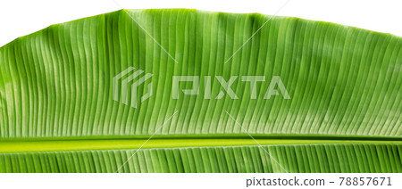 Tropical banana leaf on white background. 78857671