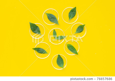 Kariyat or andrographis paniculata green leaves in petri dishes on yellow background. 78857686