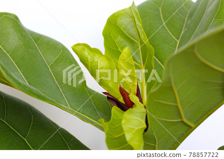 Ficus lyrate leaves on white background. Ficus lyrate leaves on white background. 78857722