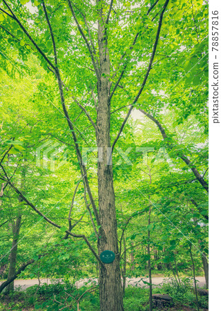 Fresh green wig tree [National Alps Azumino Park Omachi / Matsukawa district] 78857816