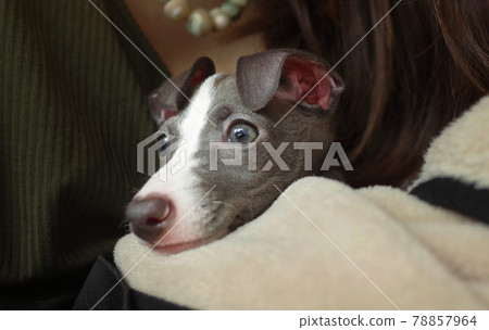 Italian Greyhound puppy on the verge of sleeping on his lap Italian Greyhound puppy on the verge of sleeping on his lap 78857964