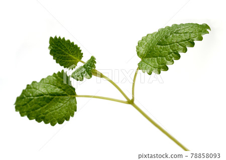 Mint 78858093