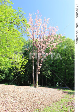 Fuyama castle ruins Fuyama castle ruins 78858172