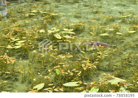 【岐阜縣關市】無名池（莫奈池） 78858195