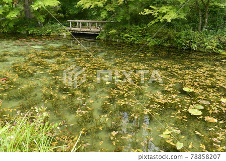 【岐阜縣關市】無名池(莫奈池) 【岐阜縣關市】無名池(莫奈池) 78858207