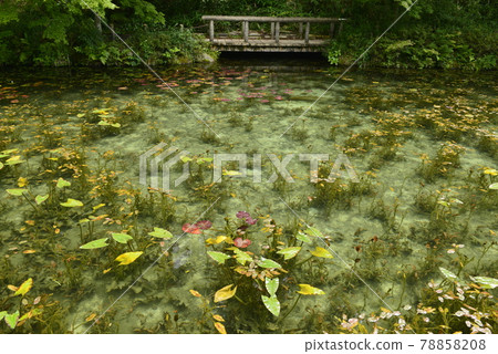 [Seki City, Gifu Prefecture] Nameless Pond (Monet's Pond) 78858208