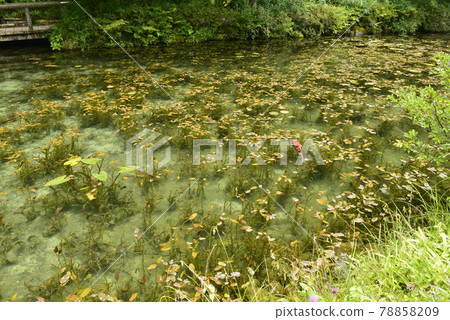 [Seki City, Gifu Prefecture] Nameless Pond (Monet's Pond) 78858209