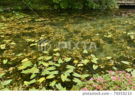 【岐阜縣關市】無名池（莫奈池） 78858210