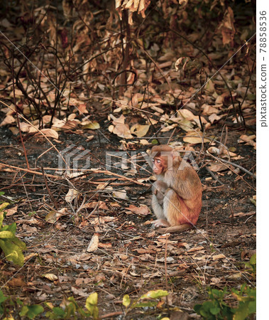 Rhesus macaque or Macaca mulatta monkey baby close up at dhikala zone of jim corbett national park uttarakhand india Rhesus macaque or Macaca mulatta monkey baby close up at dhikala zone of jim corbett national park uttarakhand india 78858536