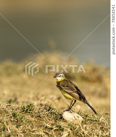 western yellow wagtail or Motacilla flava close up or portrait at keoladeo national park or bharatpur bird sanctuary rajasthan india 78858541