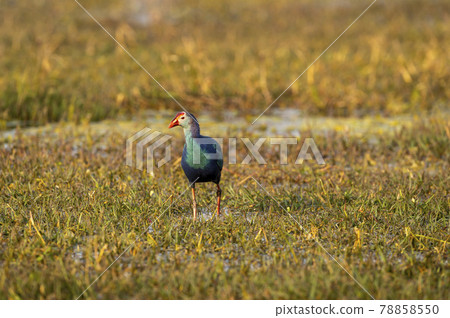 Western swamphen or Purple Moorhen or Porphyrio porphyrio head on portrait in wetland of keoladeo national park or bharatpur bird sanctuary rajasthan india 78858550