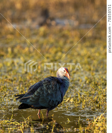 Western swamphen or Purple Moorhen or Porphyrio porphyrio closeup in wetland of keoladeo national park or bharatpur bird sanctuary rajasthan india 78858551