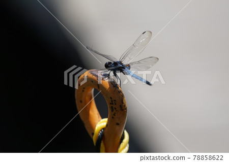 Dragonfly  78858622