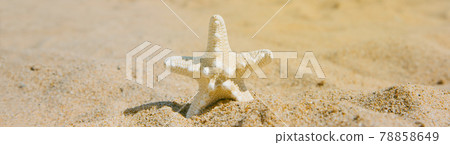 starfish on the sand of the beach, web banner 78858649