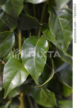 Bougainvillea Alexandra 78858917