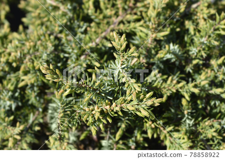 Juniper Green Carpet 78858922