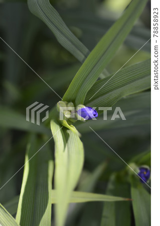 Spiderwort flower 78858923