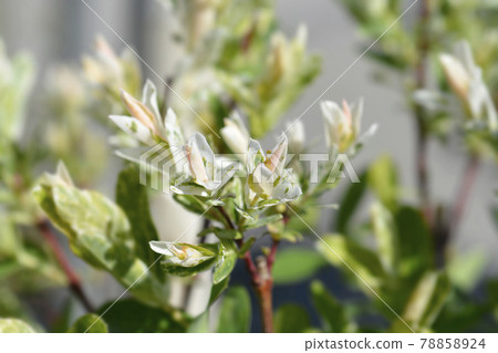 Flamingo Willow Hakuro Nishiki 78858924