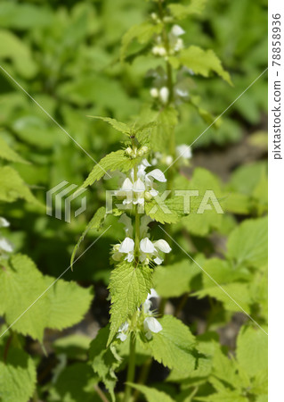 White archangel White archangel 78858936