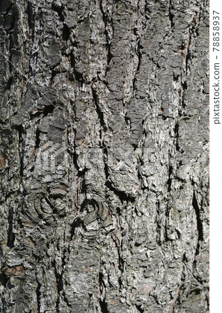Eastern white pine Eastern white pine 78858937