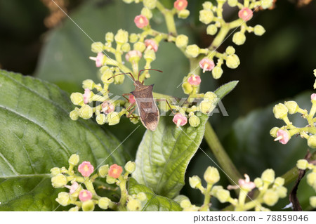 Hari bug 78859046