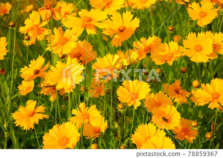 花 花 78859367