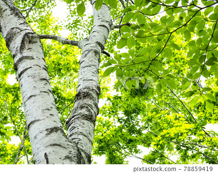 Refreshing fresh green forest 78859419