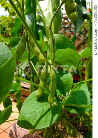 Green soybeans grown in a vegetable garden Green soybeans grown in a vegetable garden 78859509