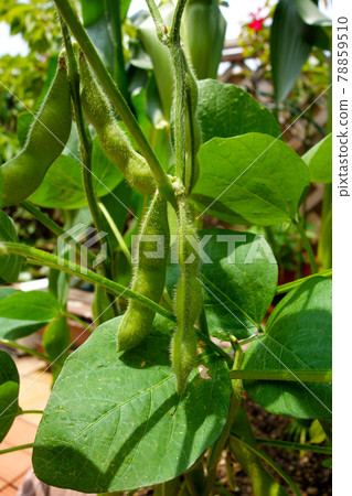 Green soybeans grown in a vegetable garden Green soybeans grown in a vegetable garden 78859510
