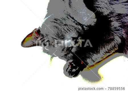 Cat russian blue Cat russian blue 78859556