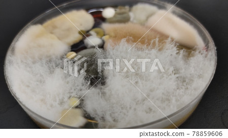 Quality control microbiological test mold culture results 78859606