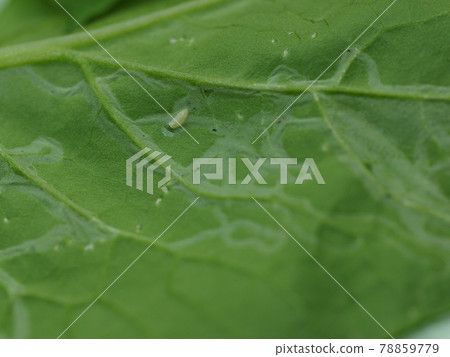 Agromyzidae larvae and food marks Agromyzidae larvae and food marks 78859779