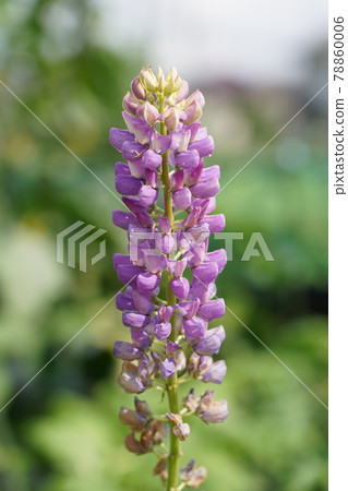 Lupine Lupine 78860006