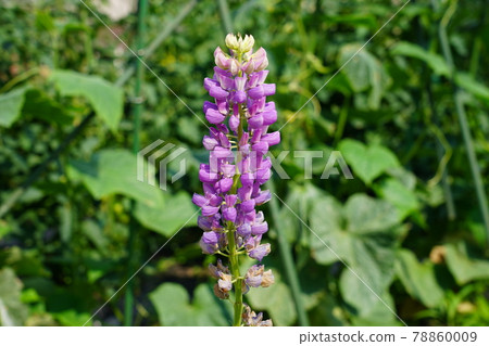 Lupine Lupine 78860009