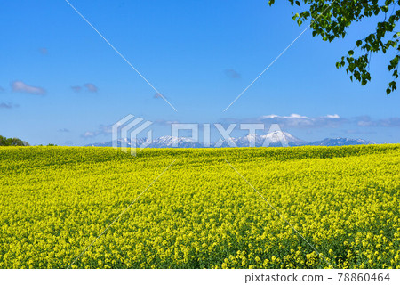 強姦黃色地毯花 78860464