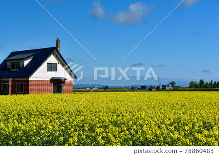 強姦黃色地毯花 強姦黃色地毯花 78860483