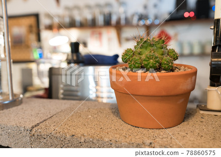 Indoor potted plants, cactus on the indoor table. Indoor potted plants, cactus on the indoor table. 78860575