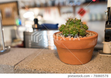 Indoor potted plants, cactus on the indoor table. Indoor potted plants, cactus on the indoor table. 78860578