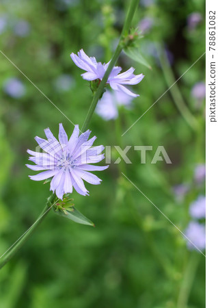 菊苣根 菊苣根 78861082