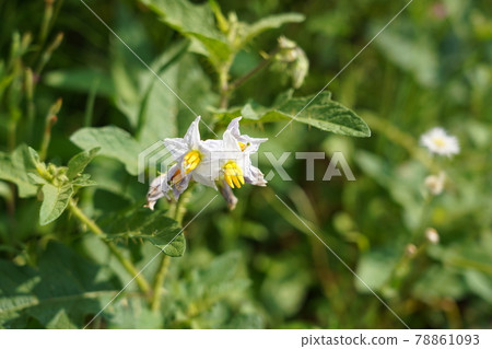 Warner Sobi 78861093